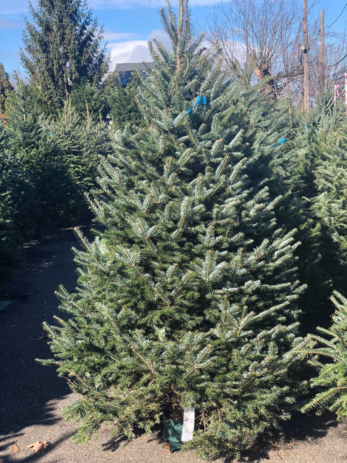 Fraser Fir Christmas Tree