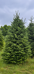 Cook Fir Christmas Tree