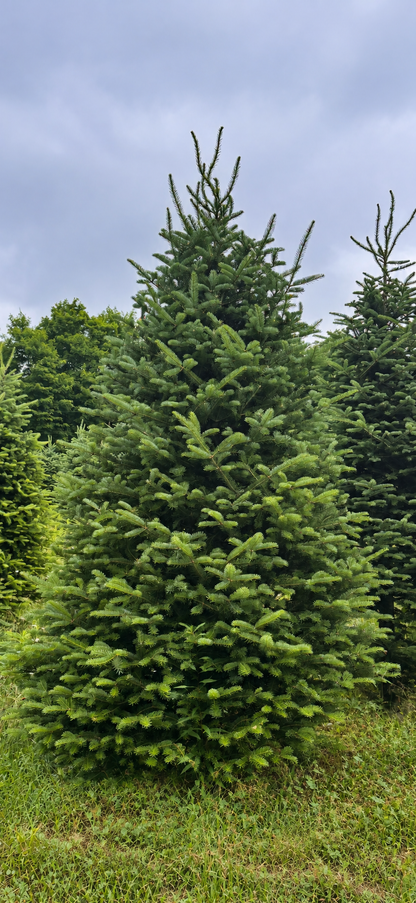 Cook Fir Christmas Tree