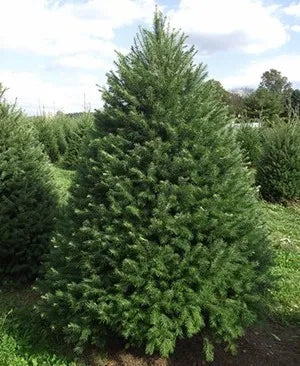 Premium Douglas Fir